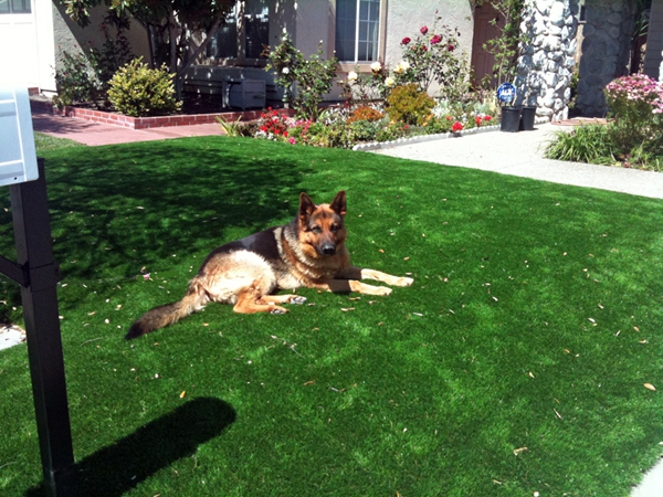 pet friendly artificial grass